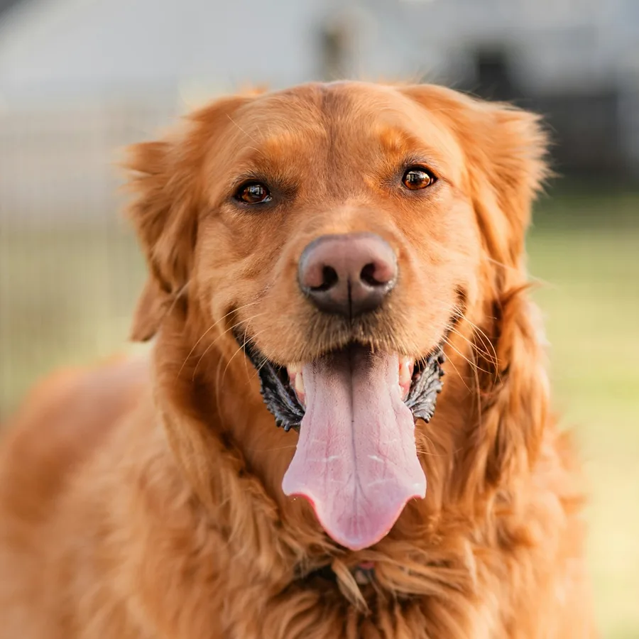 Golden retriever de frente, com a língua de fora